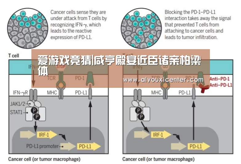 爱游戏真人